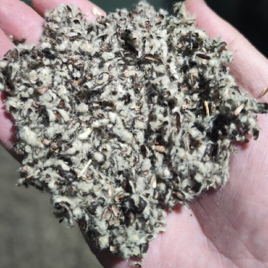 厦门工厂化棉籽壳，无掺假