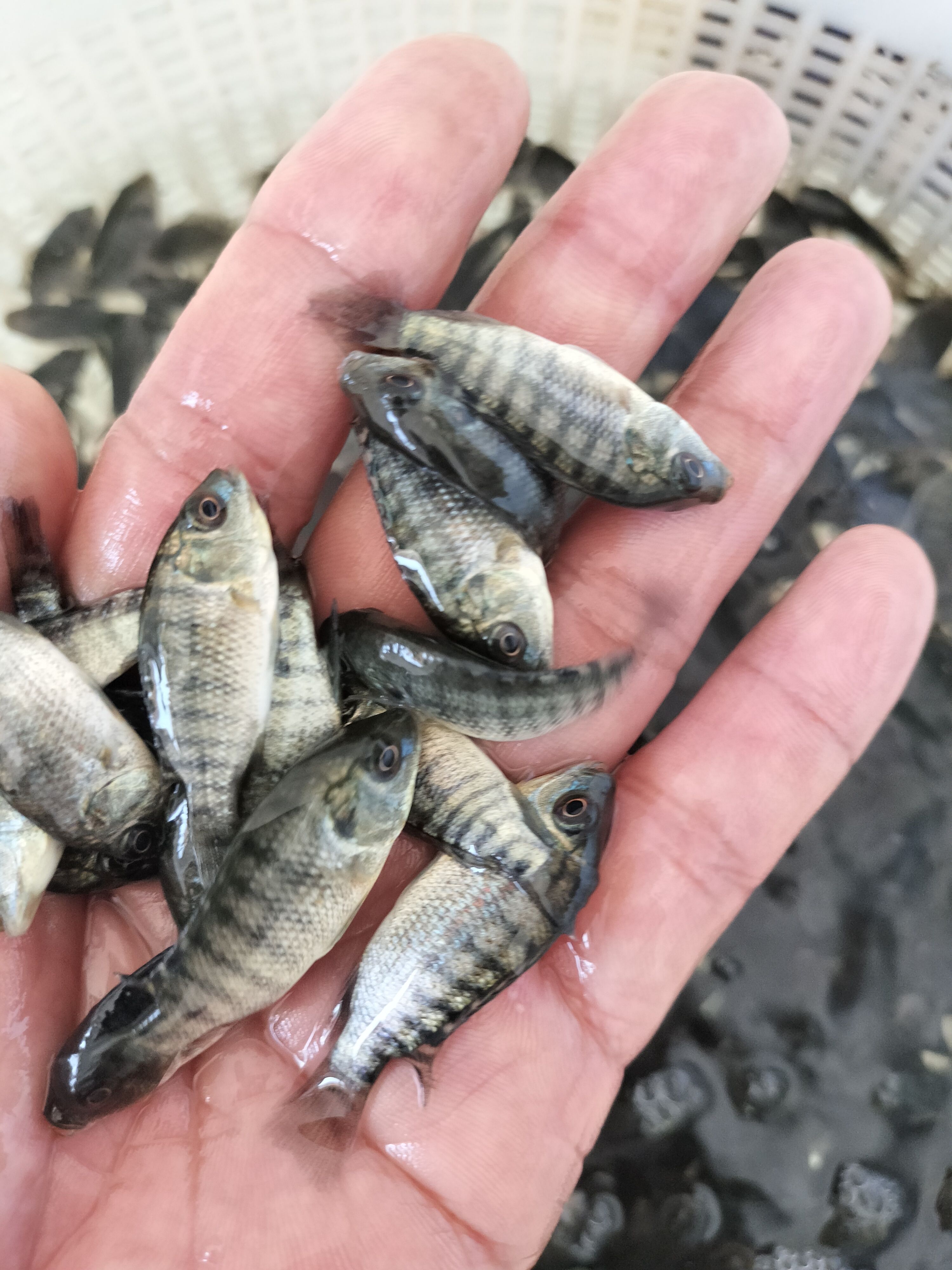 罗非鱼苗 海南一号 快大型罗非鱼 脆肉罗非鱼苗 淡水养殖鱼苗