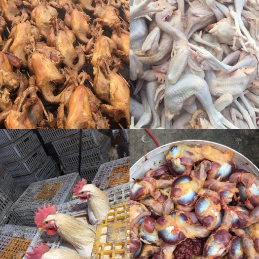 新乐市出售各类淘汰老母鸡，公鸡，579.熟鸡，熏鸡，鸡胗，鸡腰子