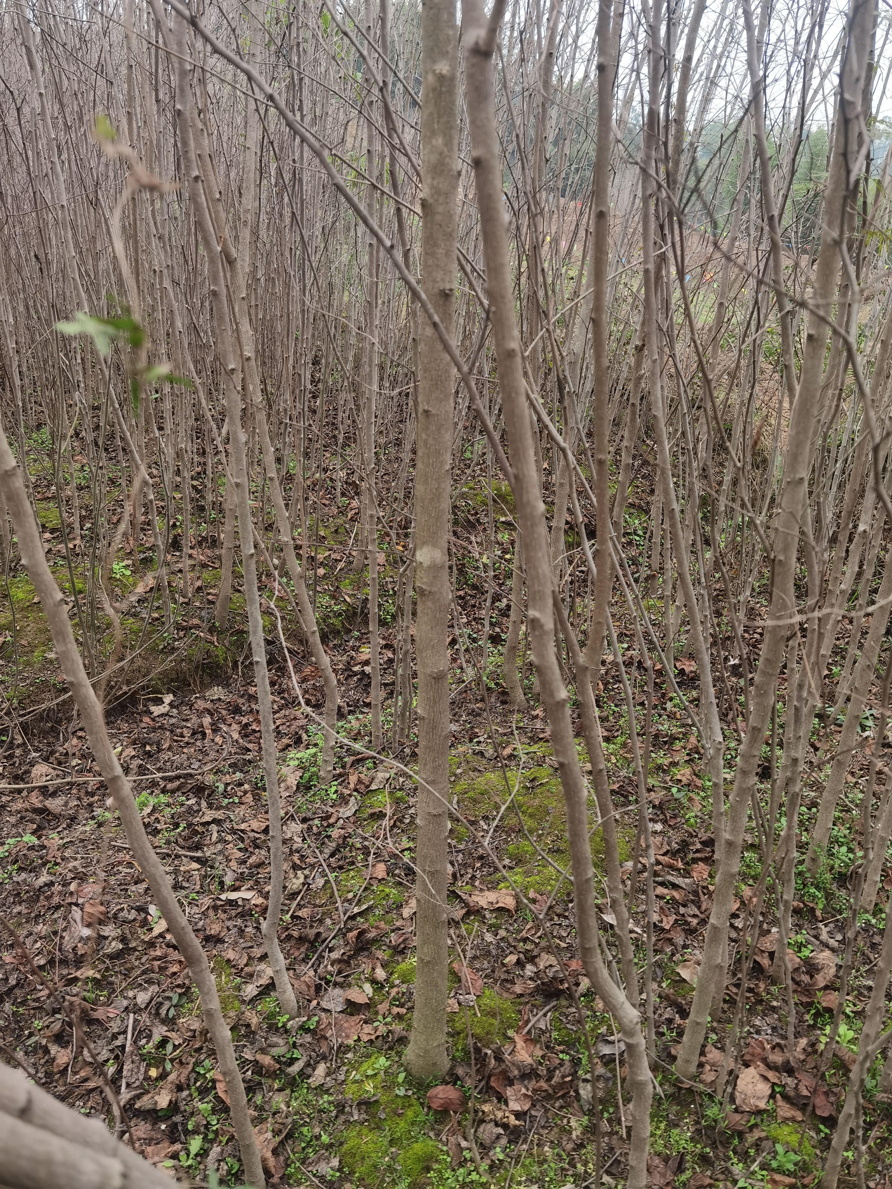 大量批发杜仲苗基地自产自销量大从优