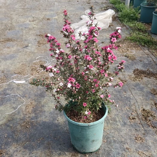 松红梅加仑盆种植苗福建龙岩永福镇基地批发保质保量原盆原土发货