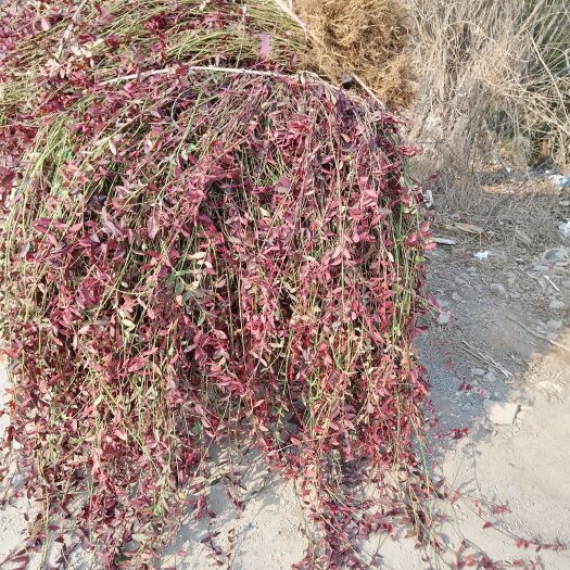 泰安小叶扶芳藤出售中，量大，有需要的老板欢迎前来顶苗，实地看货起