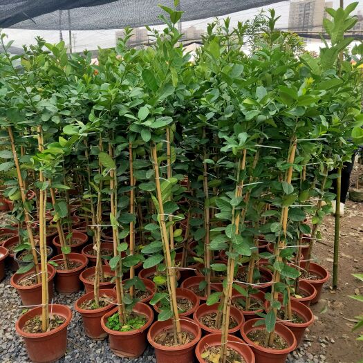 灵山县广东香水柠檬苗棒棒糖树形柠檬苗无籽香水柠檬苗一颗也发货