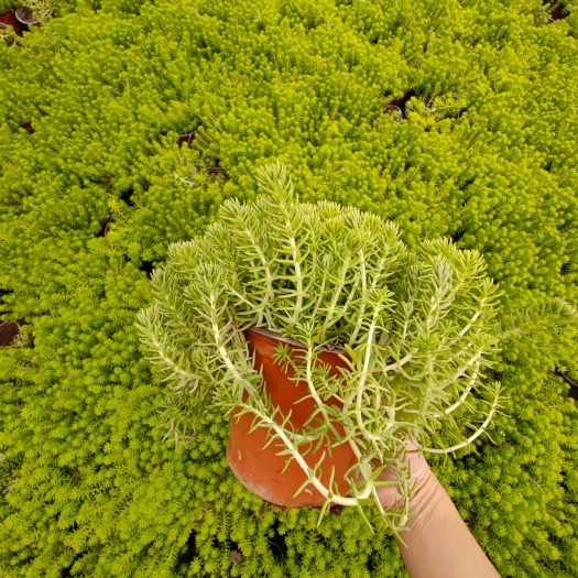 宜良县佛甲草，云南昆明佛甲草种植园基地直销一手货源