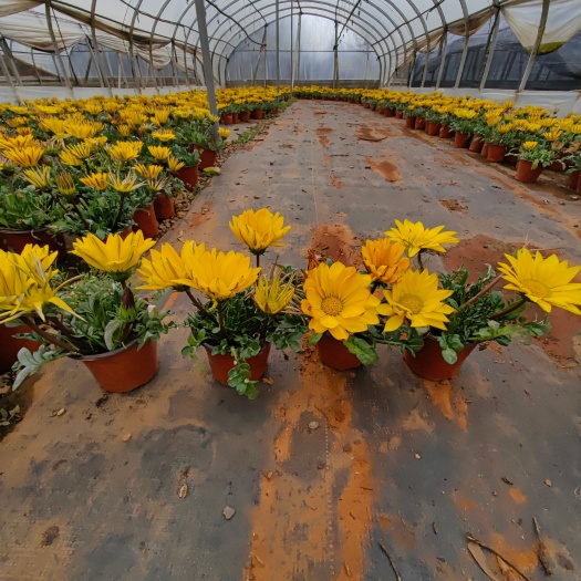宜良县勋章菊，130双色杯云南昆明勋章菊种植园一手货源