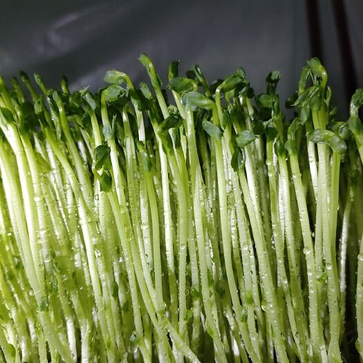 诸城市豌豆苗