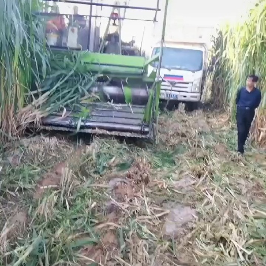 忻州青储草