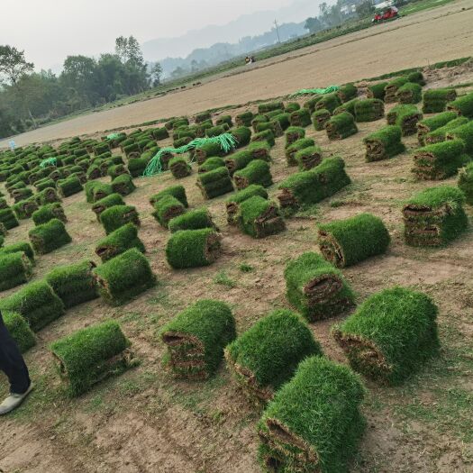 大竹县草草坪，基地批发，保质保量