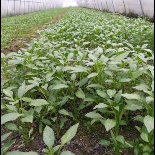 醴陵市线椒苗 茄苗现货销售 欢迎订购