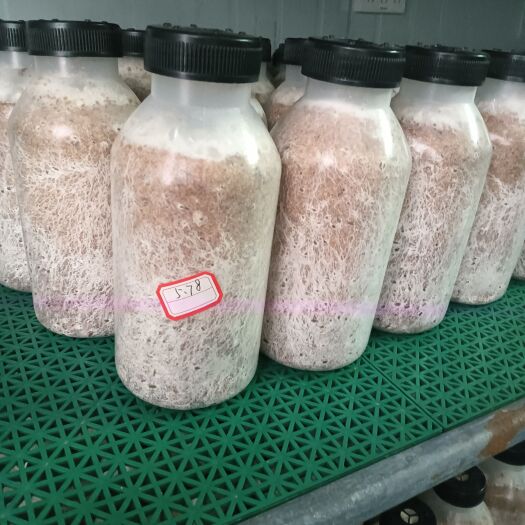 都匀市优质茯苓菌种，粮食含量高，效果好