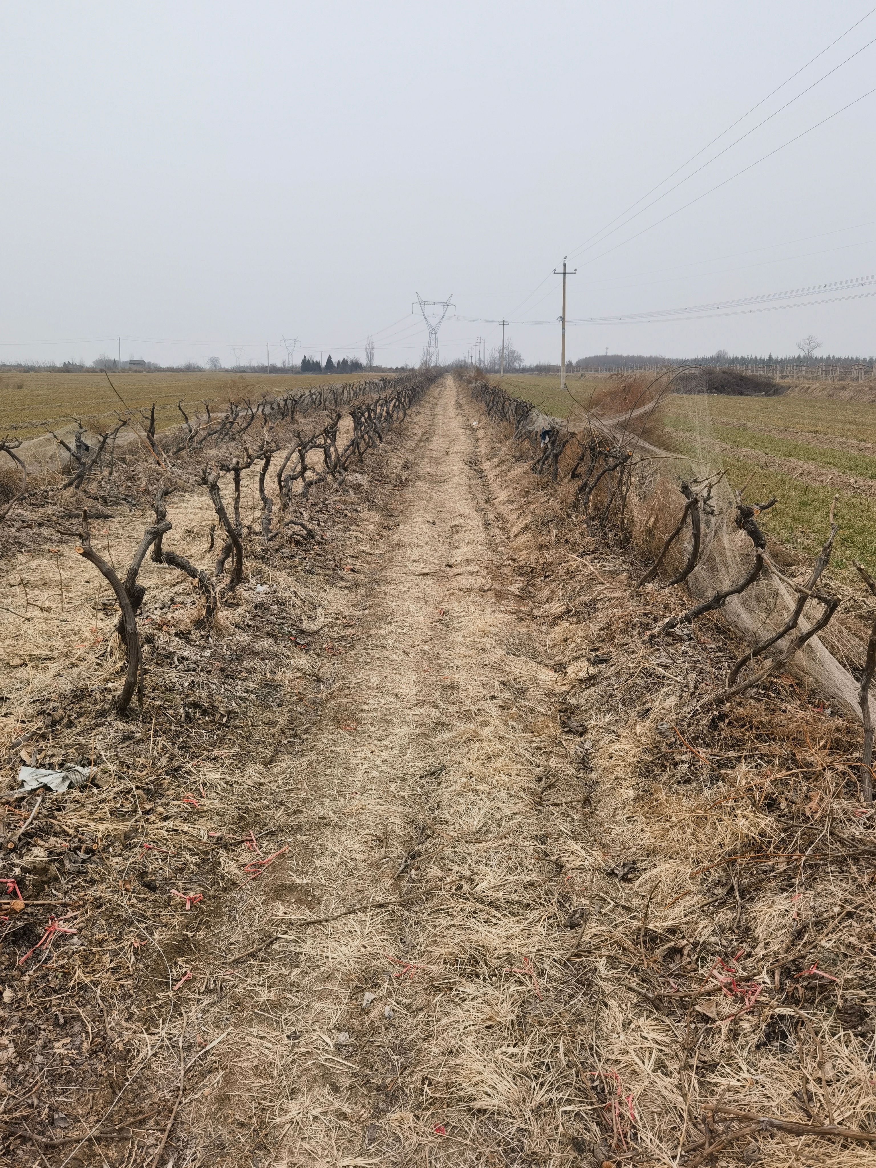 【推荐】占地葡萄树，扦插苗，2-5公分，发货快