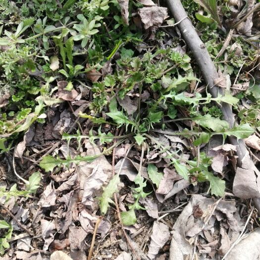 周口荠菜 野生 现挖现发