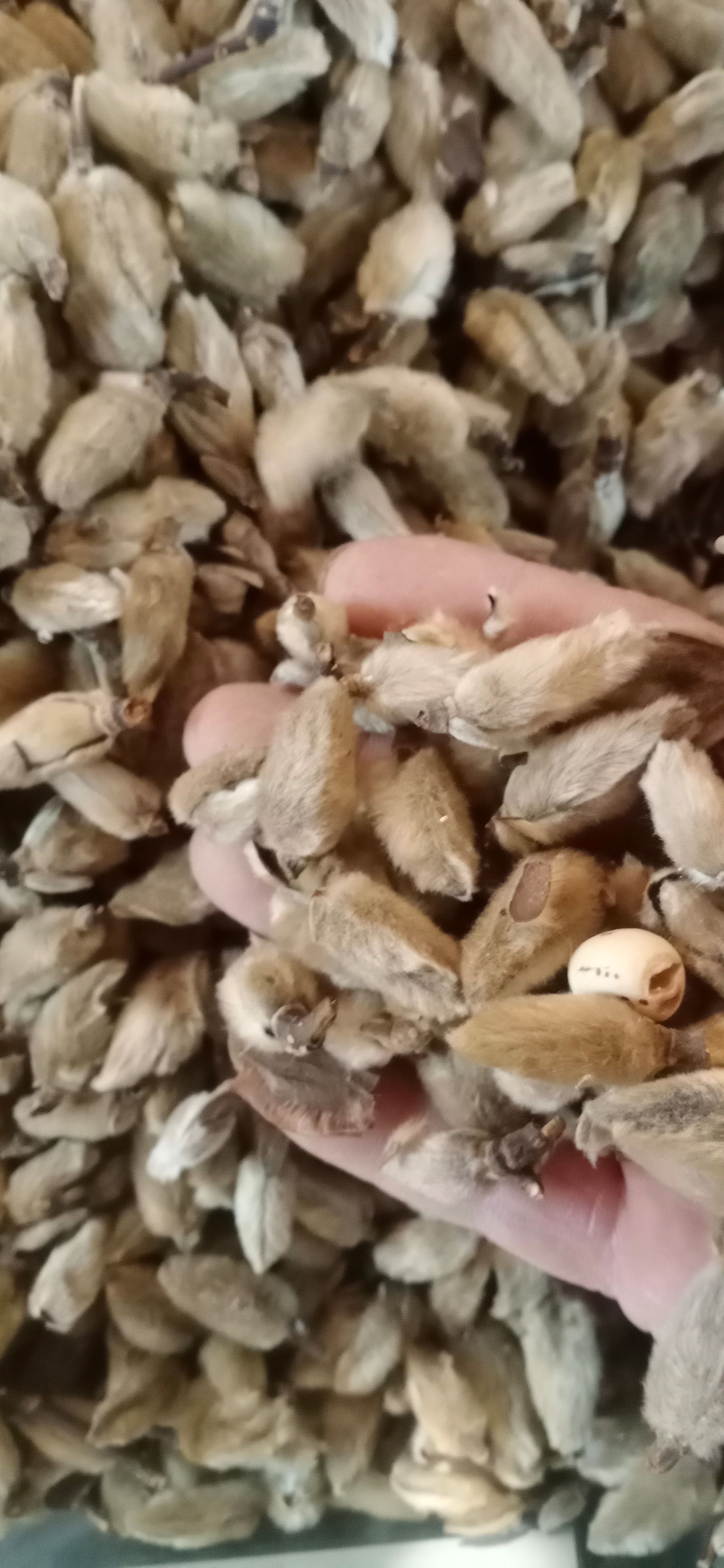 【辛夷花】产地河南实物拍摄一手货源大货供应规格齐全量大优惠。