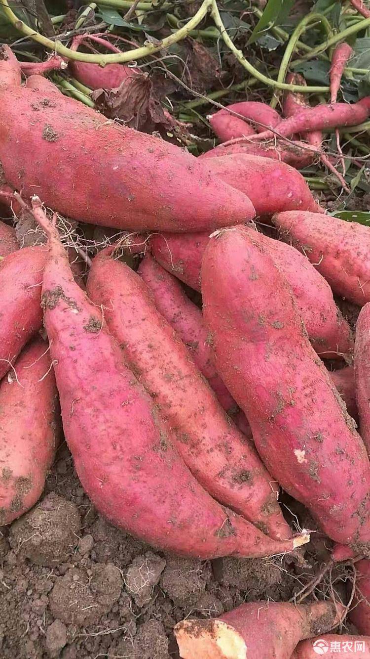 河南许昌禹州供应优质西瓜红红薯苗 健壮种苗支持批发