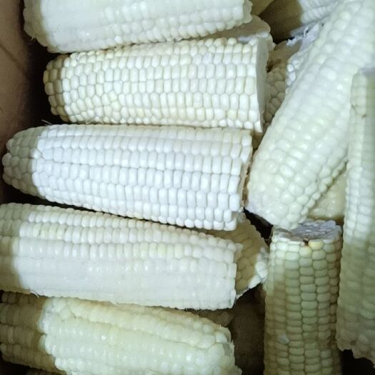 玉米棒速冻大棒玉米玉米段厂家直销质优价惠