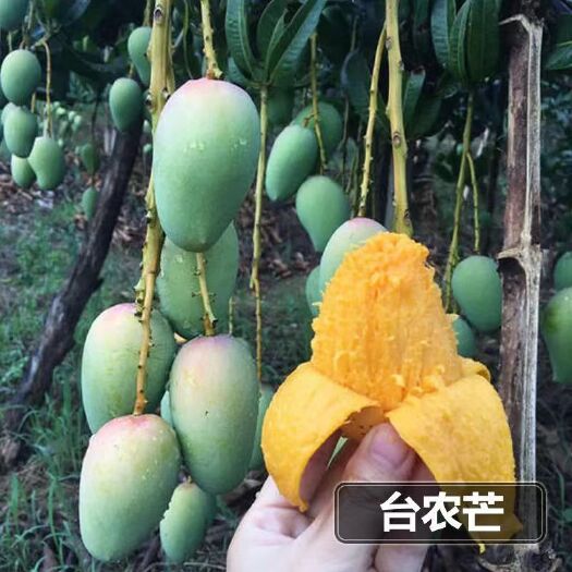 灵山县台农一号芒果苗