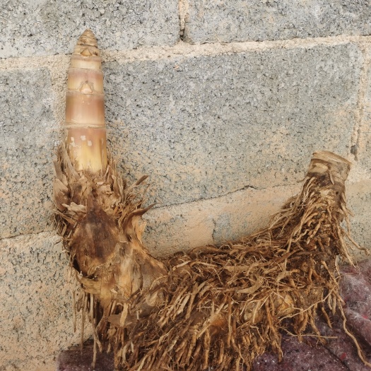 钦州小叶簕竹