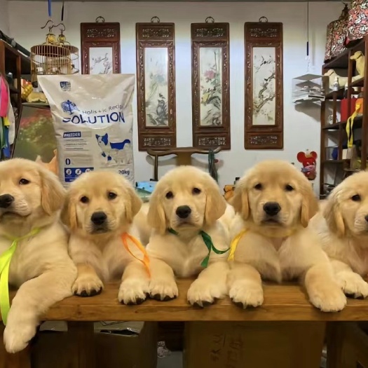 郓城县金毛犬