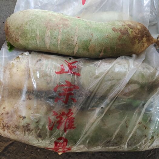 寿光市萝卜
