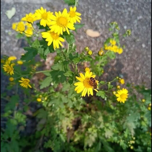 肥西县野菊花