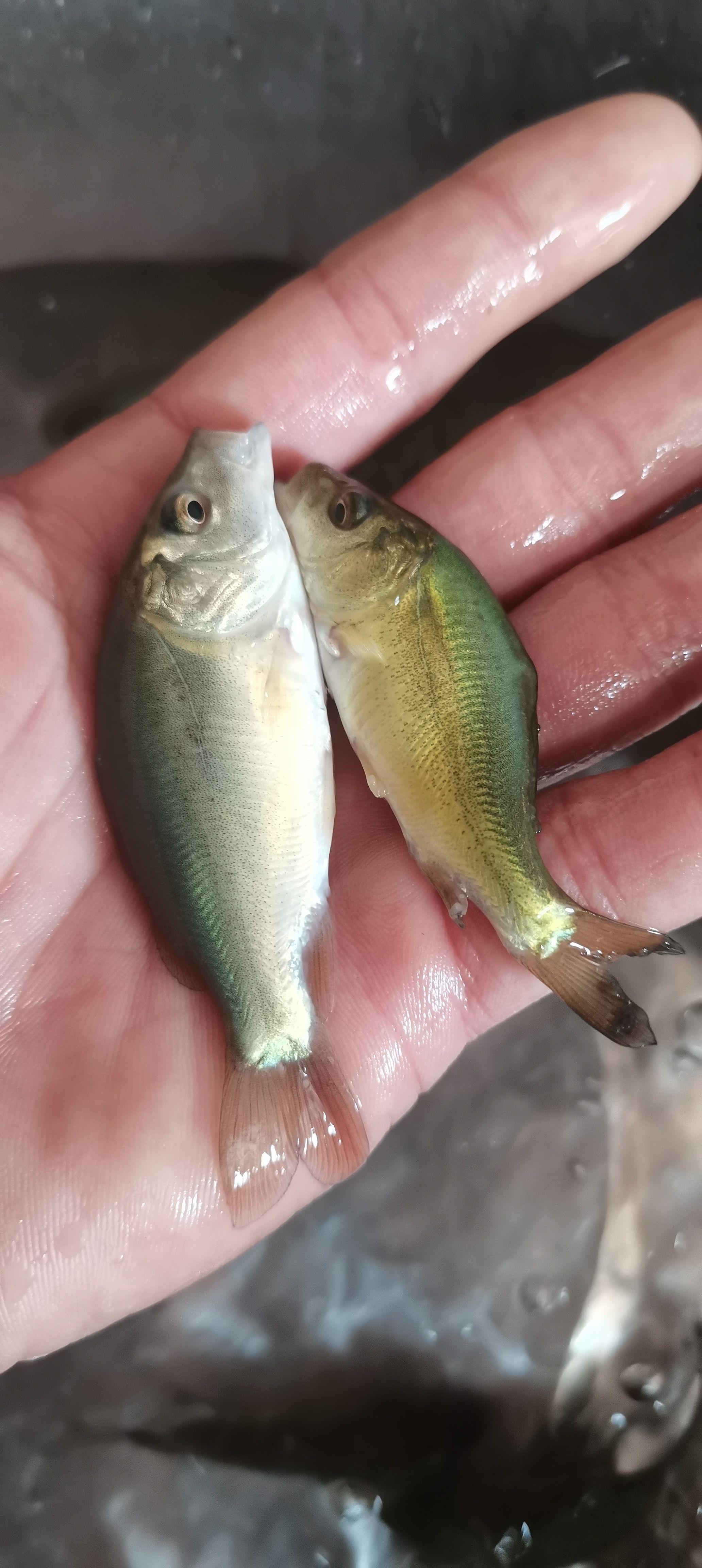 裸鲤鱼苗，无鳞鲤鱼苗，杂交良种快大，场地直销，量大可送货上门