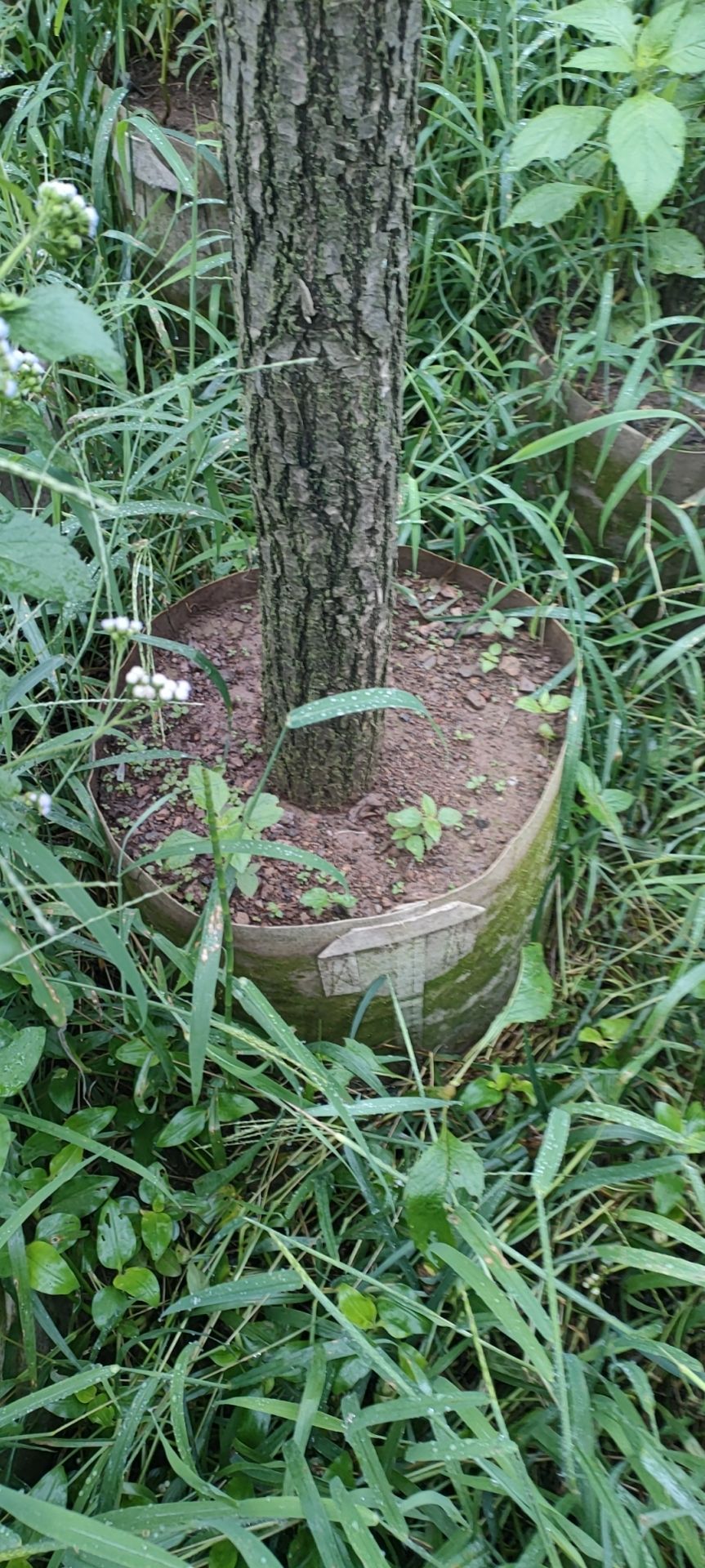 柳树苗    大量出售中