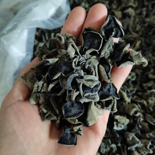 秋木耳，东北黑木耳，木耳