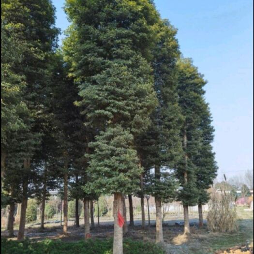 肥西县桢楠