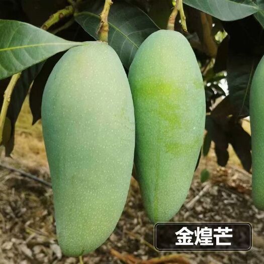 灵山县金煌芒果树苗 嫁接苗