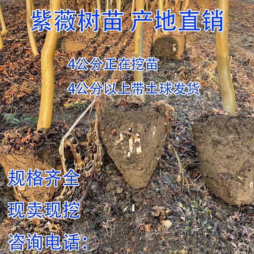 基地直售，各种规格，紫薇树，绿化苗木，城市绿化苗。