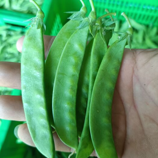 昆明夾豆  好貨中貨全年供貨