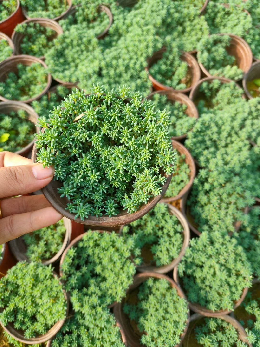 中华景天双色盆，中华景天小杯工程苗，中华景天种植基地