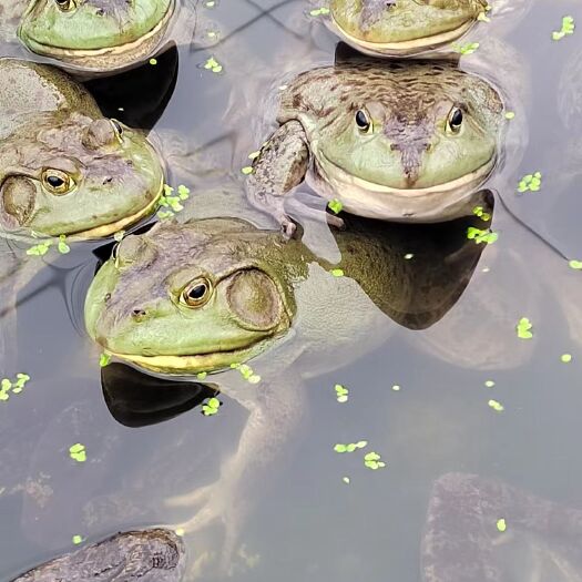 贺州【鲜活包邮】牛蛙鲜活牛蛙水产田鸡非洲牛蛙现货现捞现杀现发活物