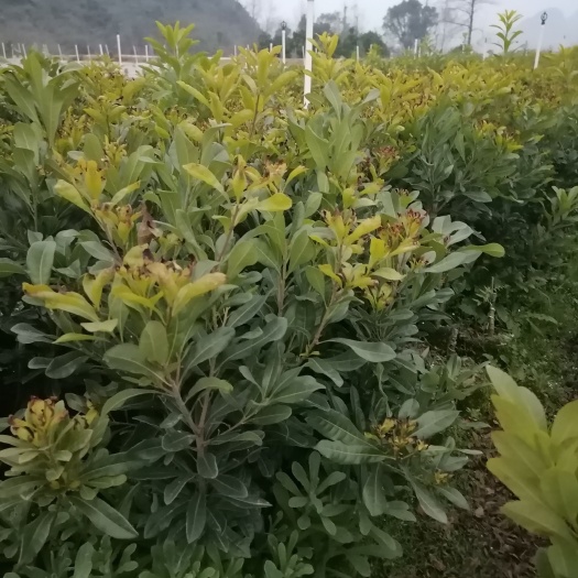 阳朔县杨梅苗