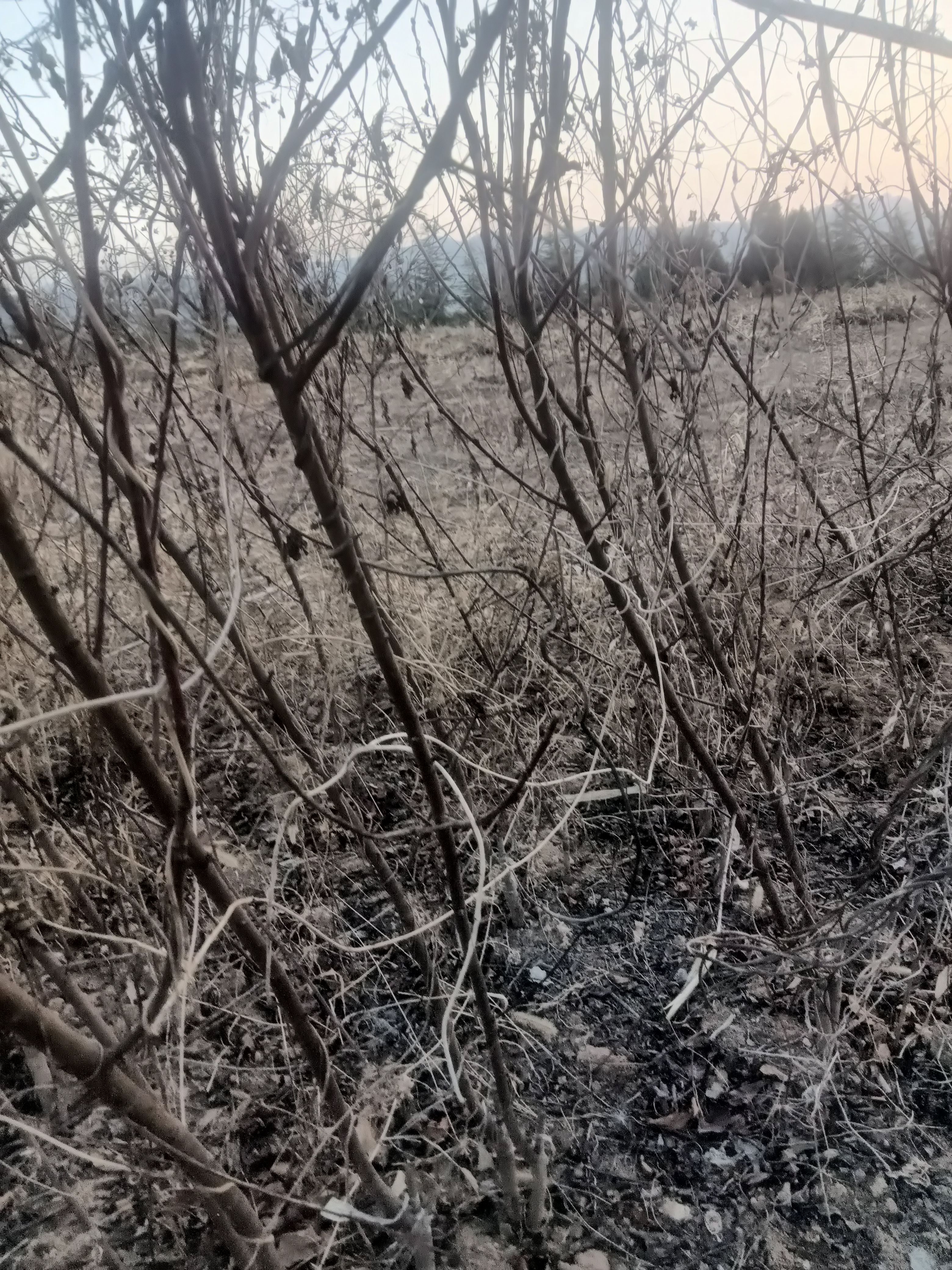 紫叶叶碧桃，红叶碧桃苗，观赏绿叶碧桃苗，红叶碧桃苗