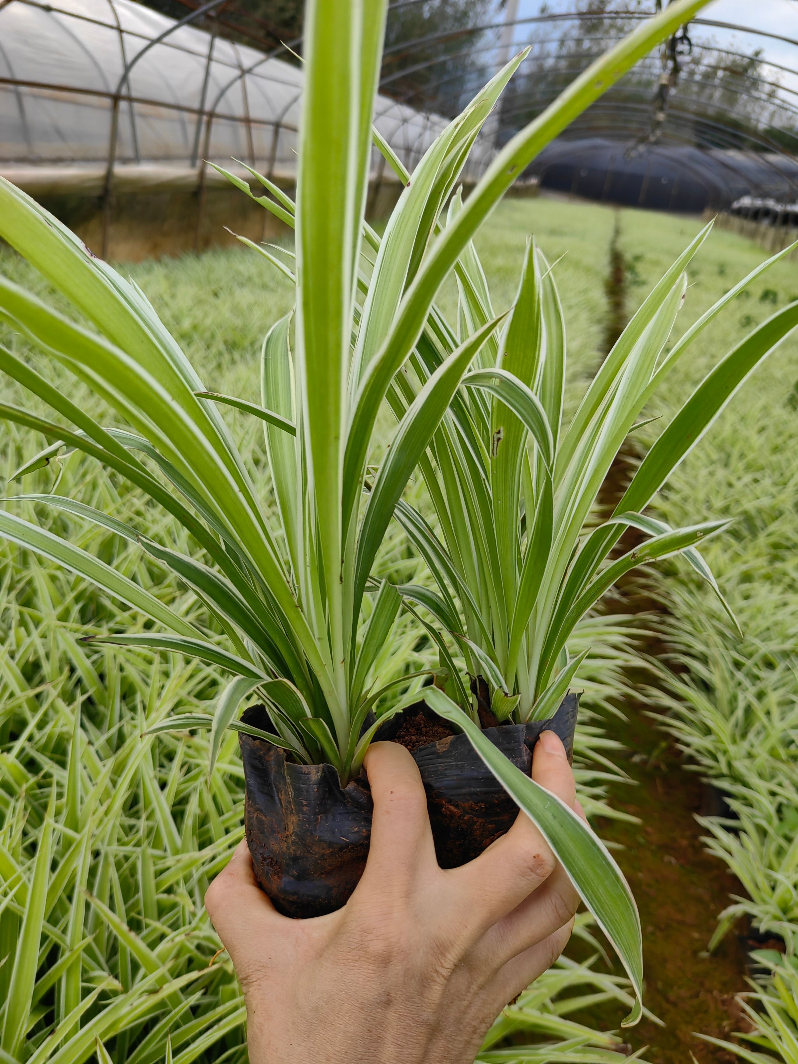 银边吊兰，云南昆明银边吊兰种植园种植一手货源