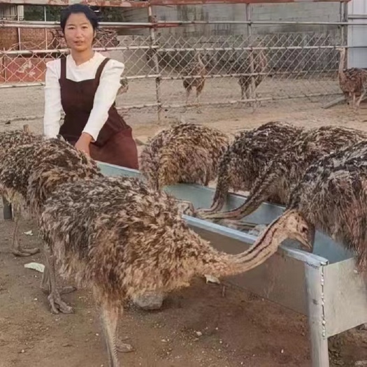 嘉祥县鸵鸟苗一个月二个月三个月的鸵鸟苗多少钱出售