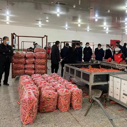 大荔县【特产胡萝卜】陕西大荔万亩胡萝卜基地，自家基地全年供应