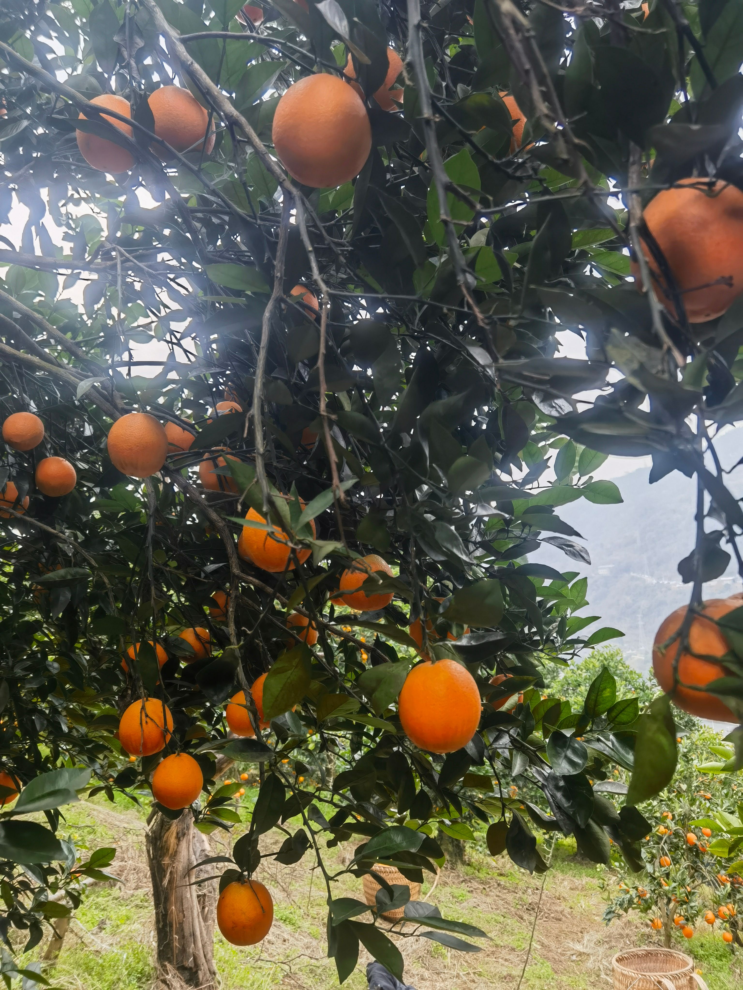 果园直发，一手货源，皮薄汁多。