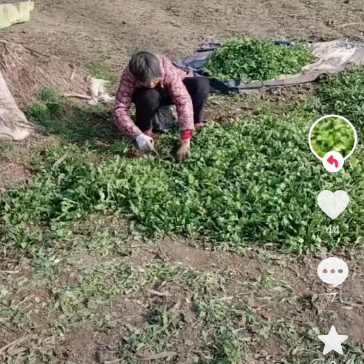 虞城县大量批发野生新鲜荠菜，有自己的种植基地，量大从优。