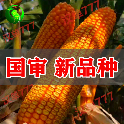 国审玉米新品种大田玉米种子高抗南方锈病耐高温抗蜗牛矮杆大穗
