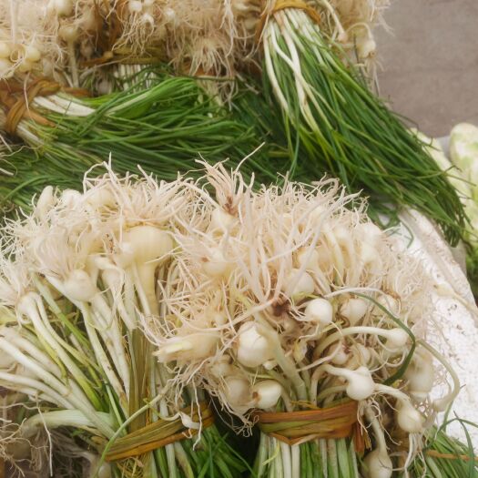 重庆市野蒜 胡葱  野藠头