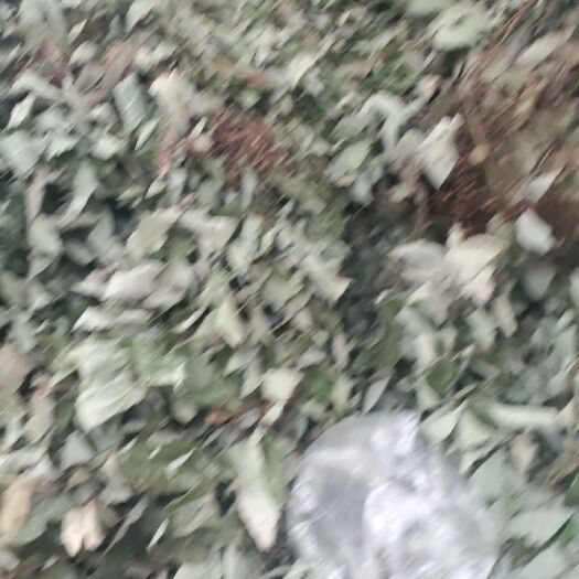 贵阳淫羊藿