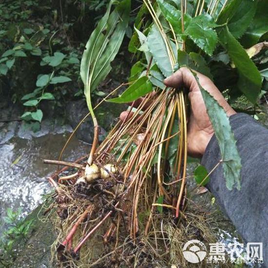 淫羊藿，大山里的淫羊藿，假一赔十