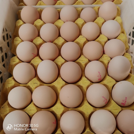 深州市星火无抗鲜鸡蛋