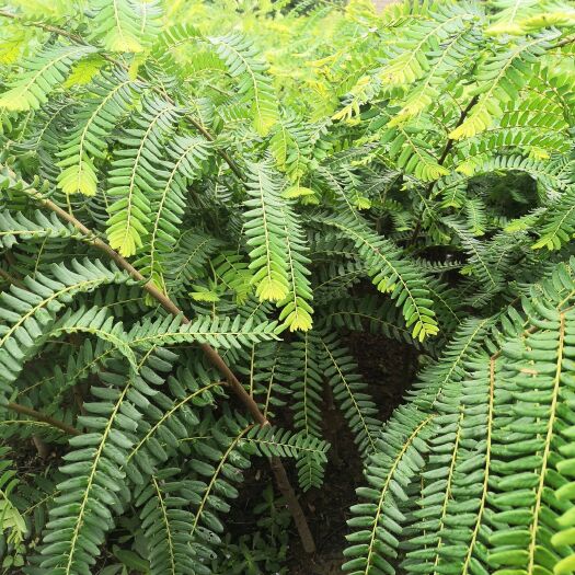 灵山县余甘果苗