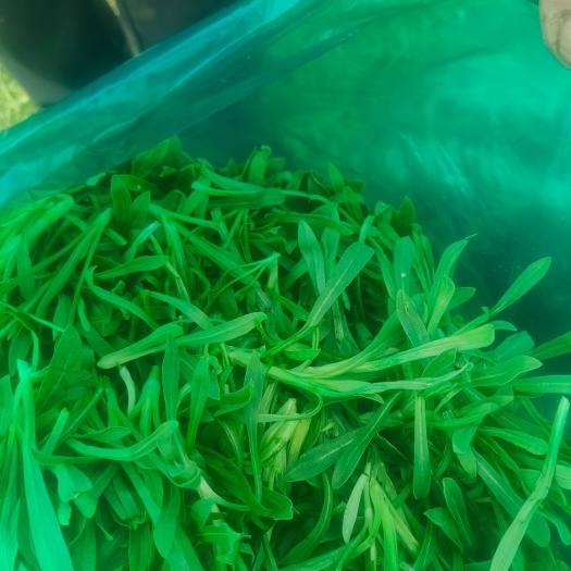 莘县面条菜开始上市货源充足量大优惠，供应商超市场电商