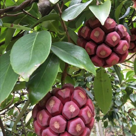黎平县黑老虎根，干黑老虎根，大山里之后，