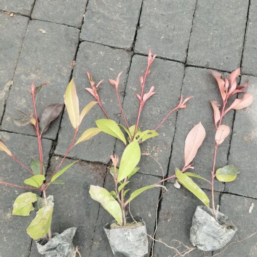 成都红叶石楠小杯