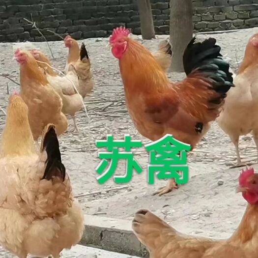 泉州苏禽土鸡苗